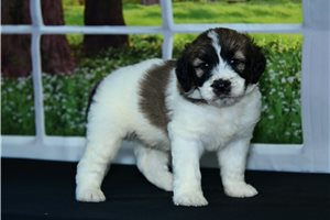 Stewart - puppy for sale