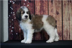Colin - Saint Berdoodle - St. Berdoodle for sale