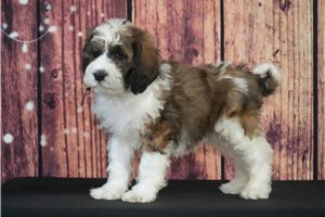 Spike - Saint Berdoodle - St. Berdoodle for sale