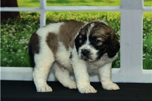 Gordy - puppy for sale