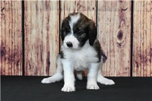 Hope - Saint Berdoodle - St. Berdoodle for sale