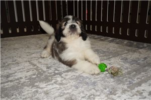 Yoyo - puppy for sale