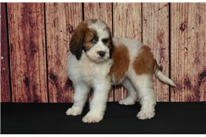Nora - Saint Berdoodle - St. Berdoodle for sale