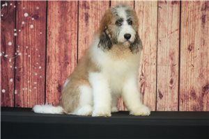 Bernard - Saint Berdoodle - St. Berdoodle for sale