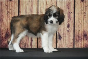 Hope - Saint Berdoodle - St. Berdoodle for sale