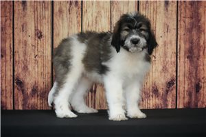Gordy - Saint Berdoodle - St. Berdoodle for sale