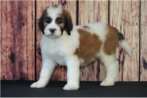 Nora - Saint Berdoodle - St. Berdoodle for sale