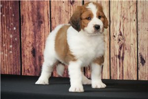 Corina - Saint Berdoodle - St. Berdoodle for sale