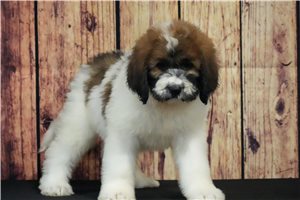 Callie - Saint Berdoodle - St. Berdoodle for sale