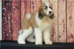 Bernard - Saint Berdoodle - St. Berdoodle for sale