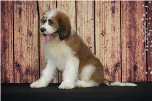 Muchacho - Saint Berdoodle - St. Berdoodle for sale