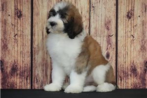 Lucy - puppy for sale