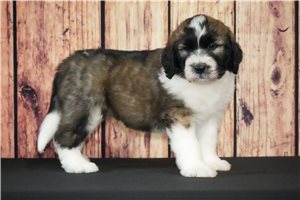 Stewart - Saint Berdoodle - St. Berdoodle for sale