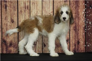 Freda - Saint Berdoodle - St. Berdoodle for sale
