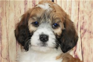 Venus - Saint Berdoodle - St. Berdoodle for sale