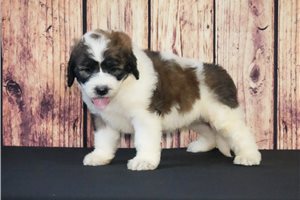 Marty - Saint Berdoodle - St. Berdoodle for sale