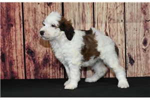 Blossom - Saint Berdoodle - St. Berdoodle for sale