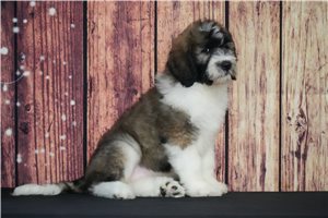 Stewart - puppy for sale
