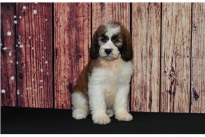 Azalia - Saint Berdoodle - St. Berdoodle for sale