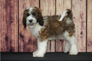 Spike - Saint Berdoodle - St. Berdoodle for sale