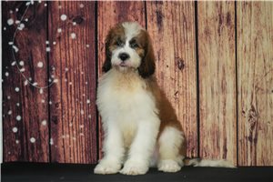 Muchacho - puppy for sale
