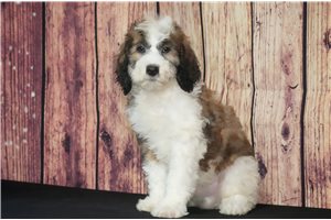 Winston - Saint Berdoodle - St. Berdoodle for sale