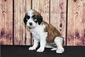 Rosie - Saint Berdoodle - St. Berdoodle for sale