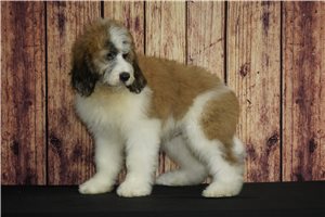 Bernard - Saint Berdoodle - St. Berdoodle for sale