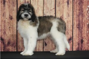 Gordy - Saint Berdoodle - St. Berdoodle for sale