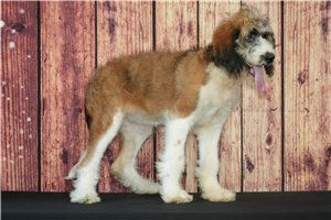 Hope - Saint Berdoodle - St. Berdoodle for sale