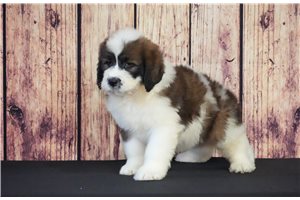 Denny - Saint Berdoodle - St. Berdoodle for sale