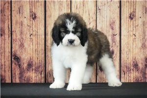 Rover - Saint Berdoodle - St. Berdoodle for sale
