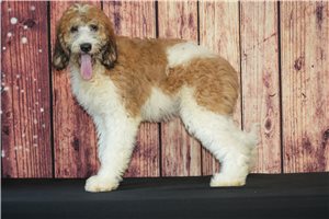 Venus - Saint Berdoodle - St. Berdoodle for sale
