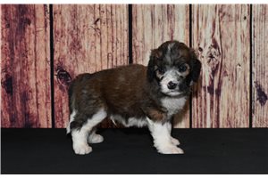 Amigo - Saint Berdoodle - St. Berdoodle for sale