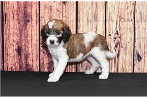 Venus - Saint Berdoodle - St. Berdoodle for sale