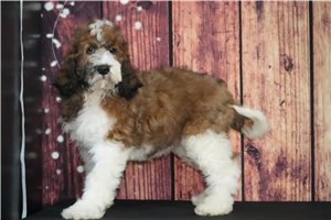 Zurich - puppy for sale