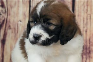 Callie - Saint Berdoodle - St. Berdoodle for sale