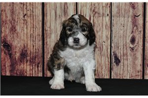 Teddy - Saint Berdoodle - St. Berdoodle for sale