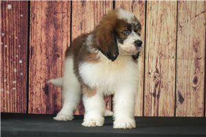 Denny - puppy for sale