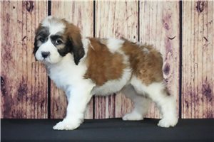 Azalia - Saint Berdoodle - St. Berdoodle for sale