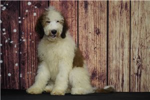 Blossom - Saint Berdoodle - St. Berdoodle for sale