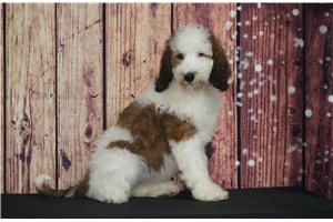 Blossom - Saint Berdoodle - St. Berdoodle for sale
