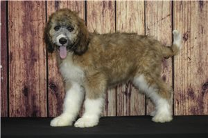 Amigo - Saint Berdoodle - St. Berdoodle for sale