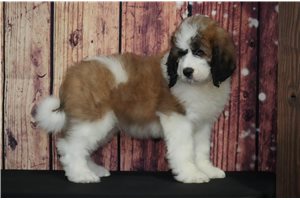 Bernard - Saint Berdoodle - St. Berdoodle for sale