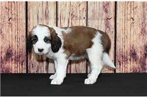 Freda - Saint Berdoodle - St. Berdoodle for sale