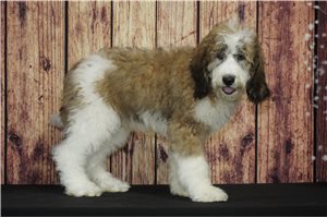 Winston - Saint Berdoodle - St. Berdoodle for sale