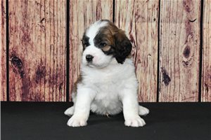 Bernard - Saint Berdoodle - St. Berdoodle for sale