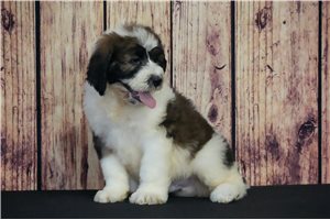 Marty - Saint Berdoodle - St. Berdoodle for sale