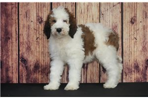 Blossom - Saint Berdoodle - St. Berdoodle for sale