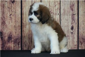 Muchacho - Saint Berdoodle - St. Berdoodle for sale